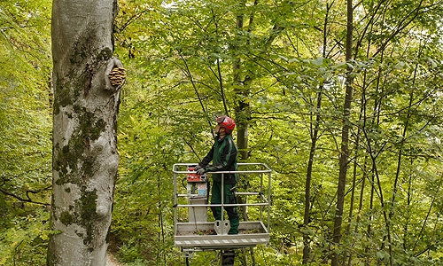 Picture: Forest worker