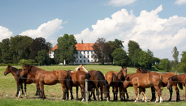 Bild: Die Kutschpferde auf der Koppel